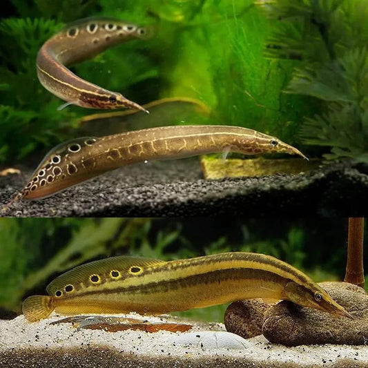 Peacock-Eel  5-7 Inch (Macrognathus siamensis) Live Fish