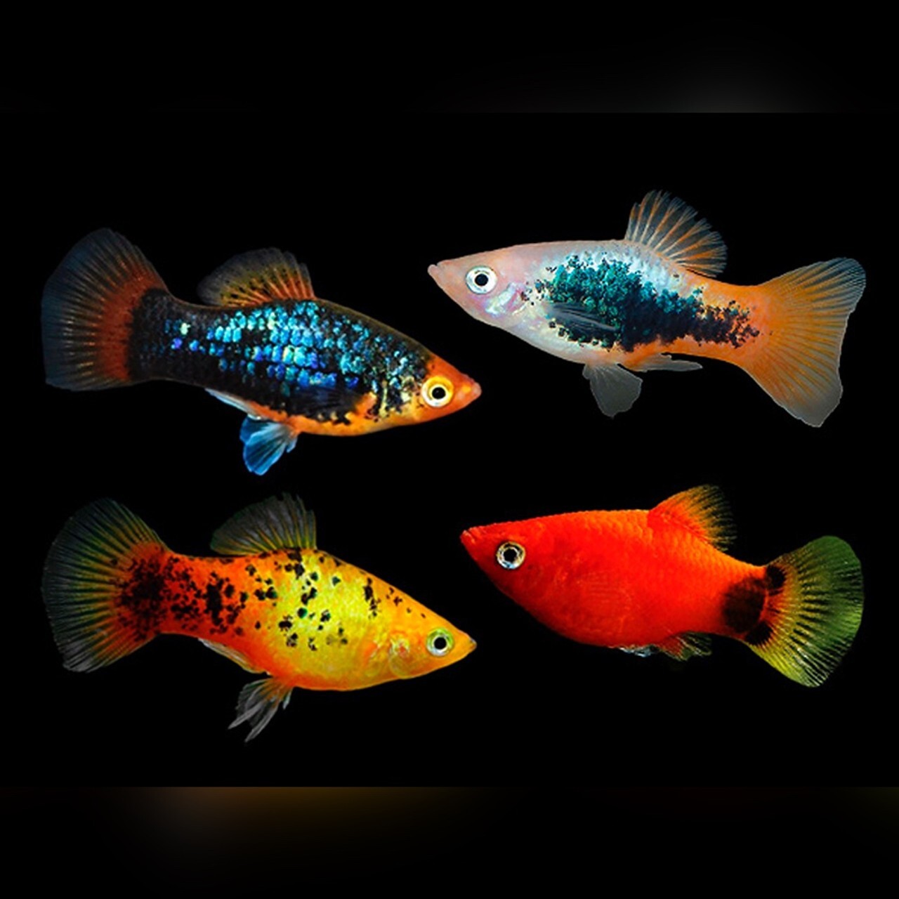 Assorted Platy 6 PackLive Fish-  Different colors and Sex FREE SHIPPING