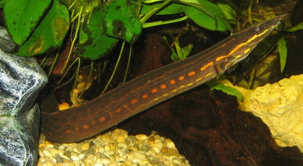 Fire Eels 3-4 inch (Mastacembelus erythrotaenia) Live Fish FREE SHIPPING