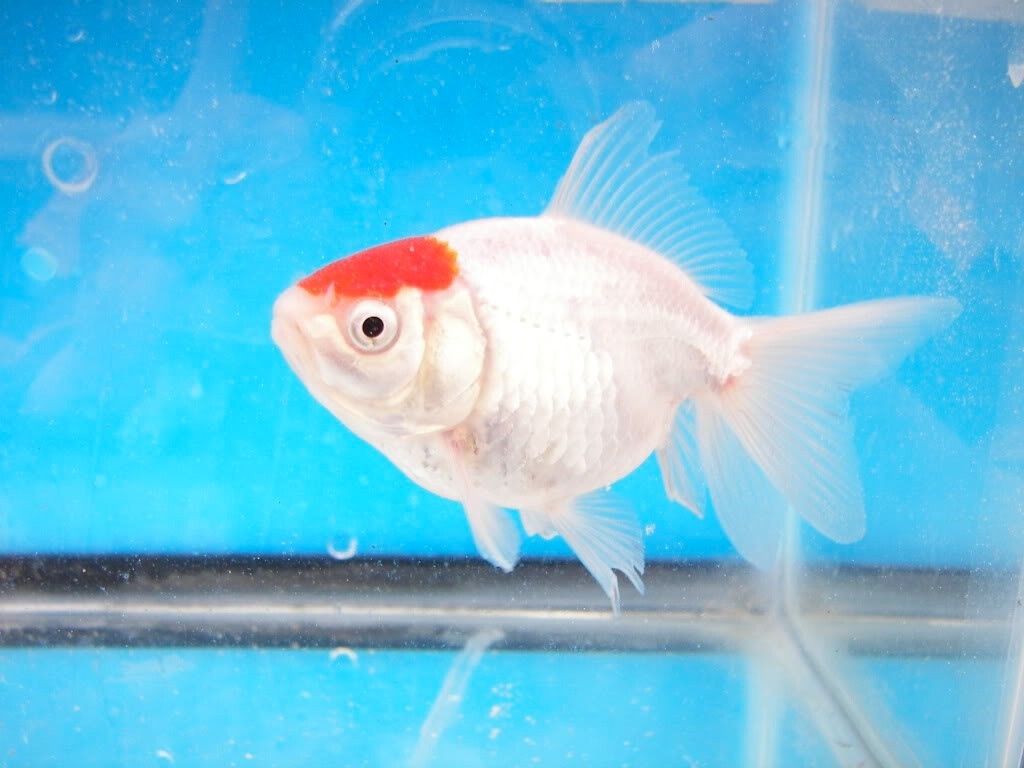 Pack 4 Red Cap Fantails 2.5- 3 Inch Live Fish FREE SHIPPING