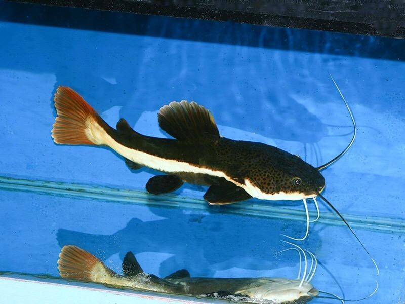 Redtail Catfish 4-5 Inch Livefish