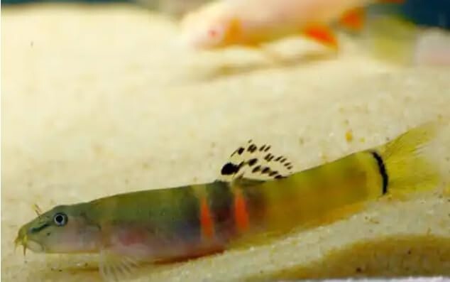 3-Pack Tri-Band Orange Sumo Loach Live Fish