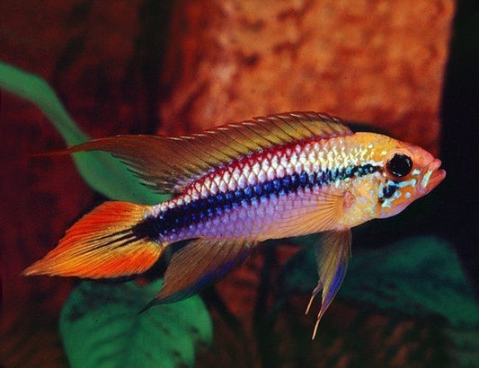 2x Apistogramma Agassizii “Double Red” – Live Dwarf Cichlid