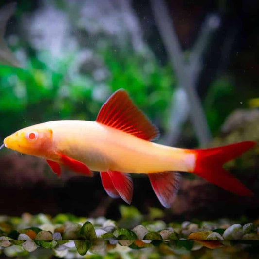 Pack of 4 Albino Rainbow-Shark 1.5-2.0 Inch Live Fish FREE SHIPPING