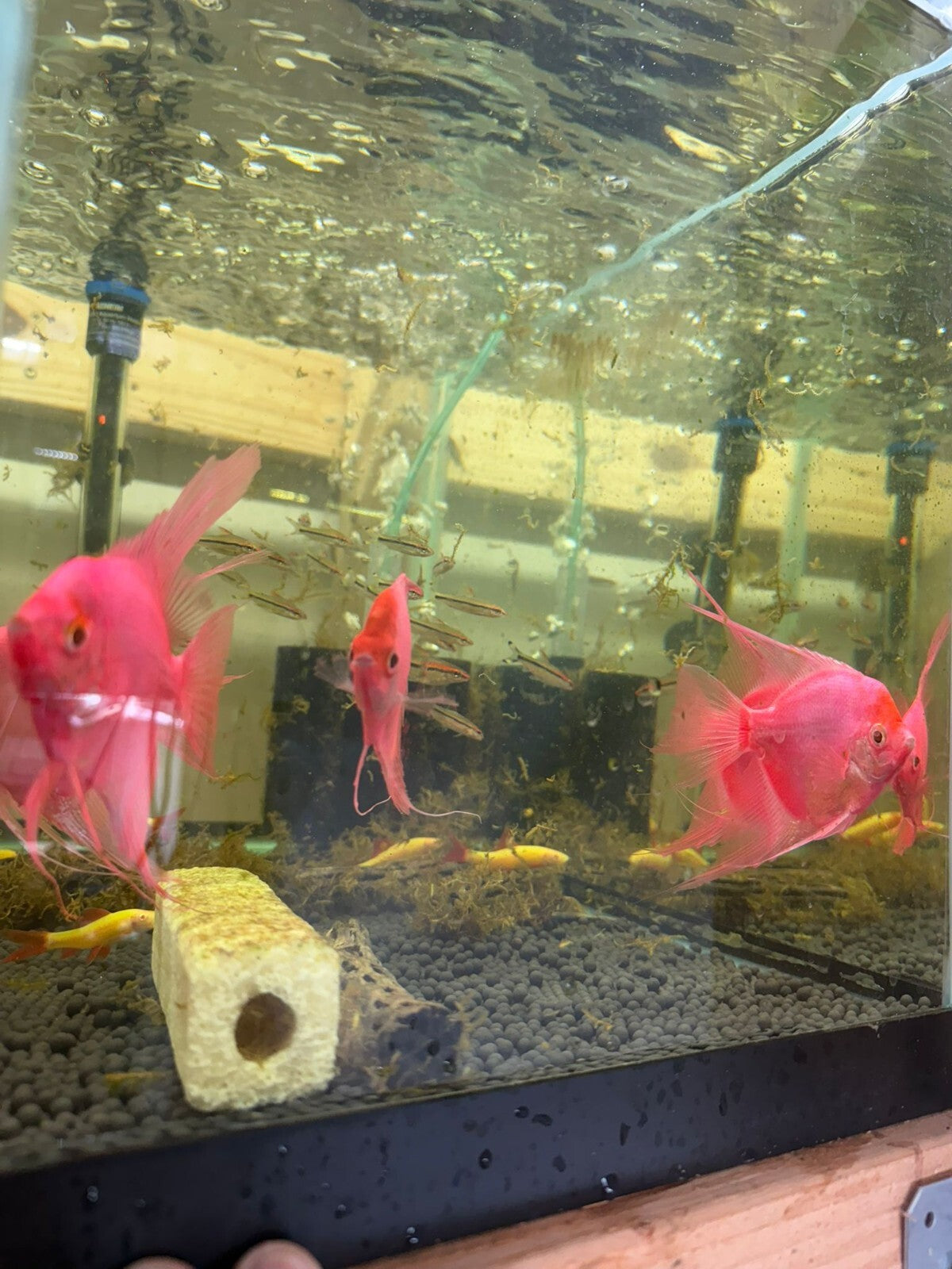Starfire Red Angel Glo 3.0-3.5 Inch Beautiful Fish
