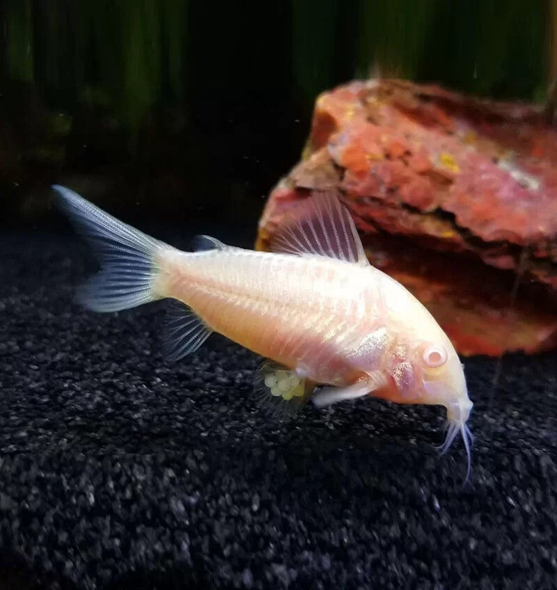 Pack 6 Albino Corydoras 1 Inch Live Fish FREE SHIPPING