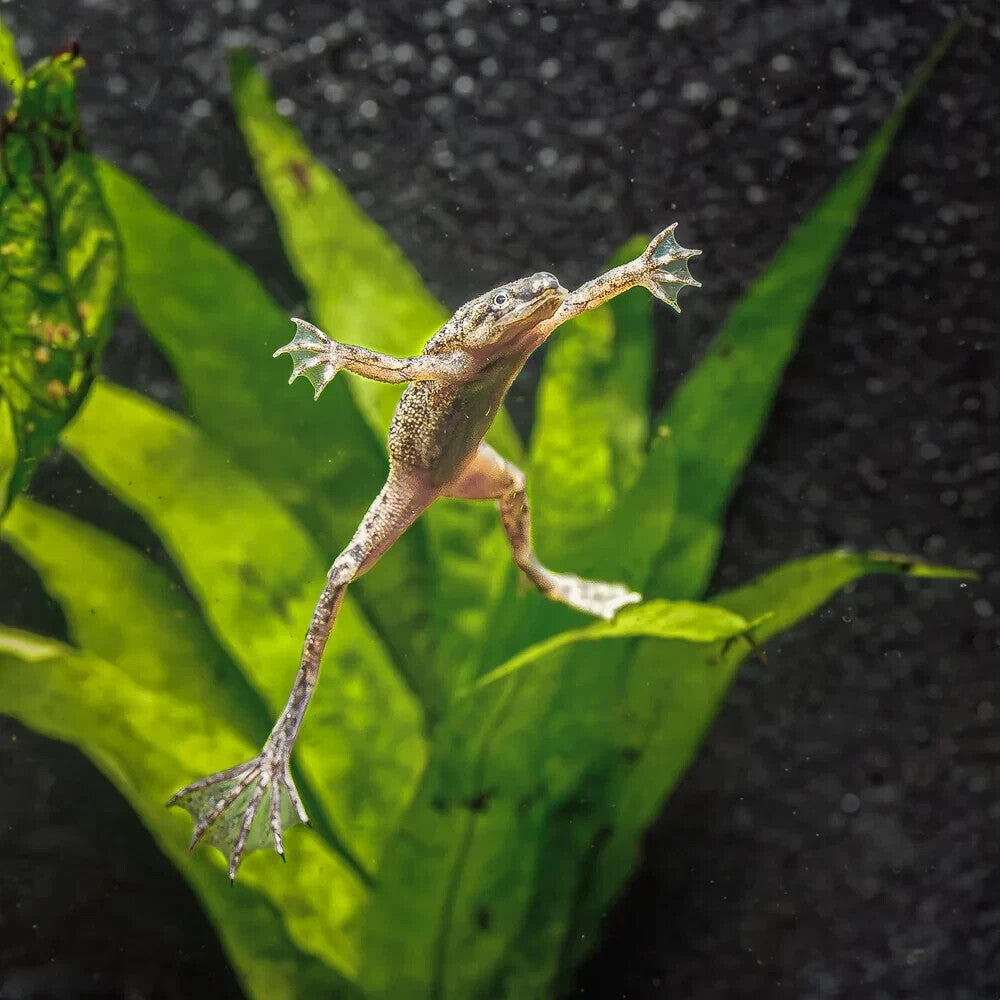 African Dwarf Frog 5-Pack Live Fish Aquarium Free Shipping