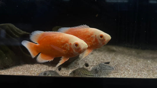 Red Chili Oscar Cichlid 2.5″ – Live Vibrant Red Oscar Fish, Hardy Amazon Cichlid