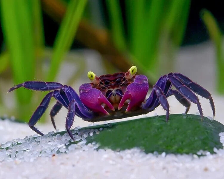 Pack 4 Black & Purple Vampire Crab FreshWater Live Fish FREE SHIPPING