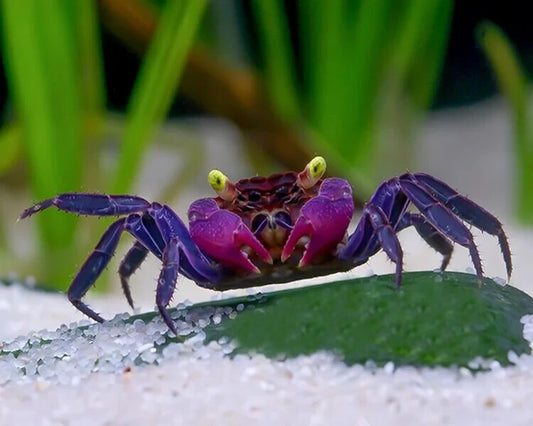 Pack 4 Black & Purple Vampire Crab FreshWater Live Fish FREE SHIPPING