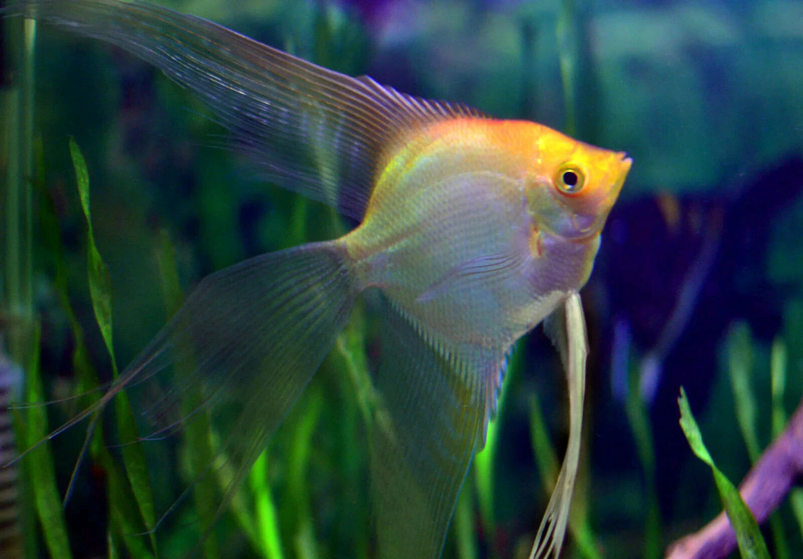 Gold Angelfish (Pack - 4) Live Fish for Aquarium. FREE SHIPPING