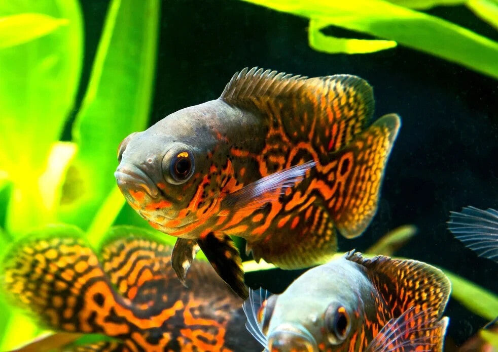 Tiger Oscar 1-1.5 Inch Live Fish