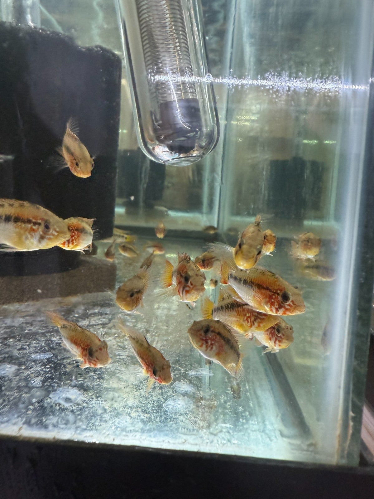2 Live Apistogramma Macmasteri – Rare Dwarf Cichlids – Aquarium Fish