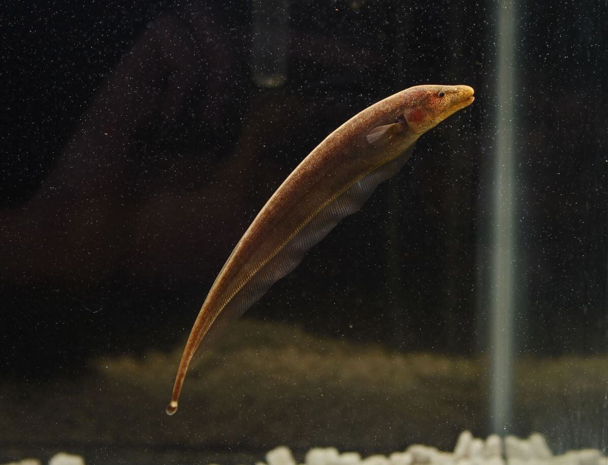 3-4" Brown Ghost Knife Fish – Live Freshwater Aquarium Fish – Unique & Peaceful