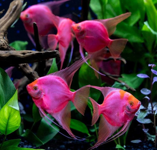 Starfire Red Angel Fish 1.0-1.5 Inch Live Fish