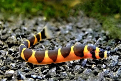 Kuhlii Loach (Pack 10) Live Fish for Aquarium FREE SHIPPING