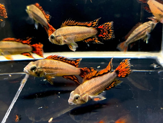 (1M-1H) Apist. Cacatuoides Double Red PAIR Live Fish