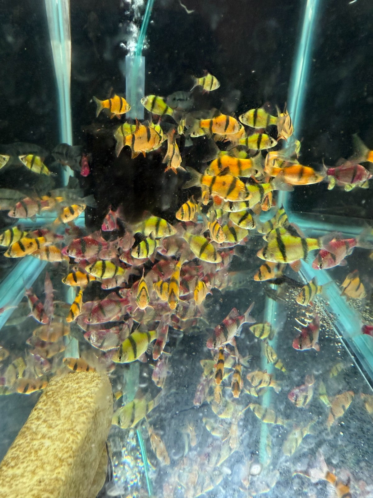 6 Live Glo Tiger Barbs Fish – 2 Green, 2 Orange, 2 Purple Live Fish
