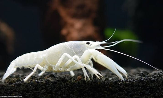 2 Pack White Vanilla Crawfish/ Crayfish 2-2.5 Inch LiveFish FREE SHIPPING