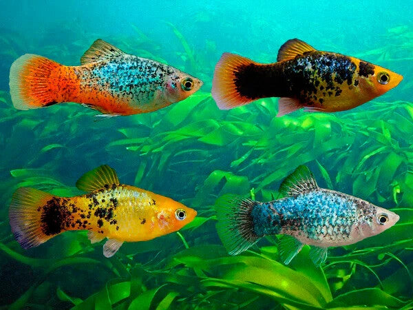 Assorted Platy 6 PackLive Fish-  Different colors and Sex FREE SHIPPING
