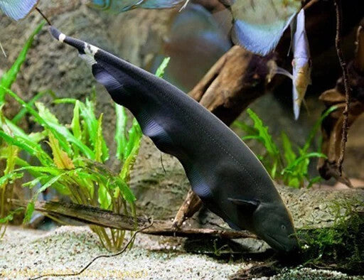 3-4" Black Ghost Knife Fish – Live Freshwater Aquarium Fish – Unique & Peaceful