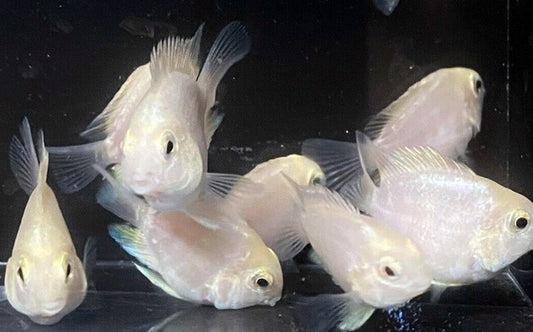 Platinum/ Snow White Color Parrot 1.5 Inch Live Fish