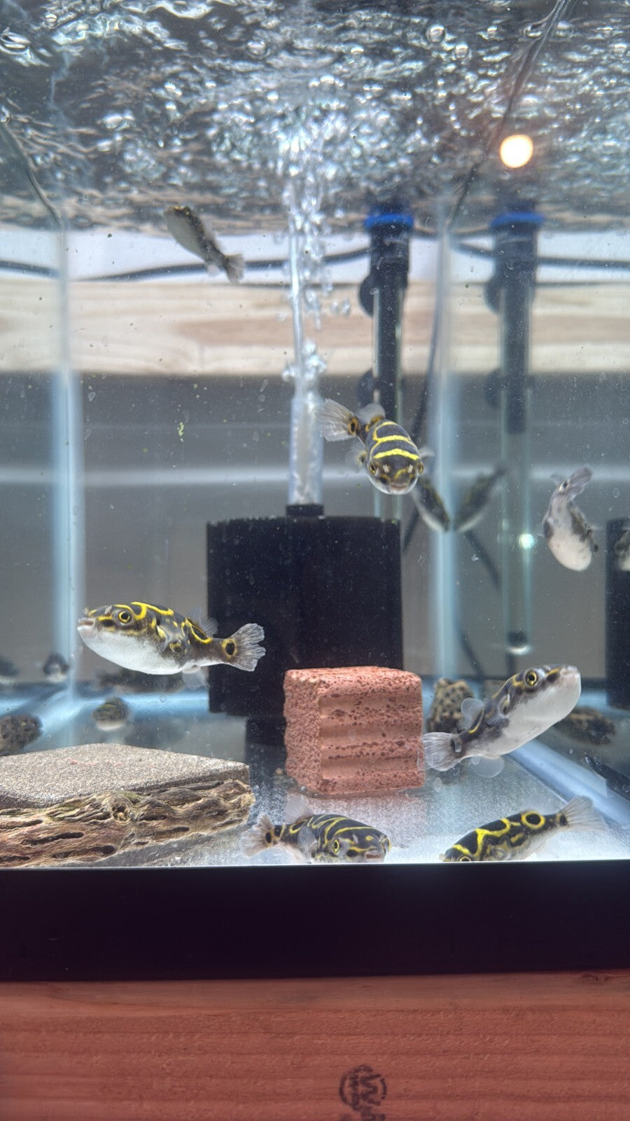 Figure 8 Puffer 3 Inch (Tetraodon biocellatus) Live Fish FREE SHIPPING