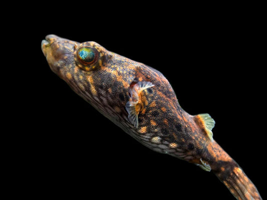 Live Red Eye Dragon Puffer 3.5-4" – Rare Freshwater Fish Tetraodon Palembangensi