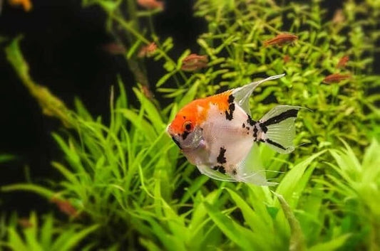 x3 Koi Angel 1.5-2.0 Inch Body (Pack of 3) Live Fish for Aquarium