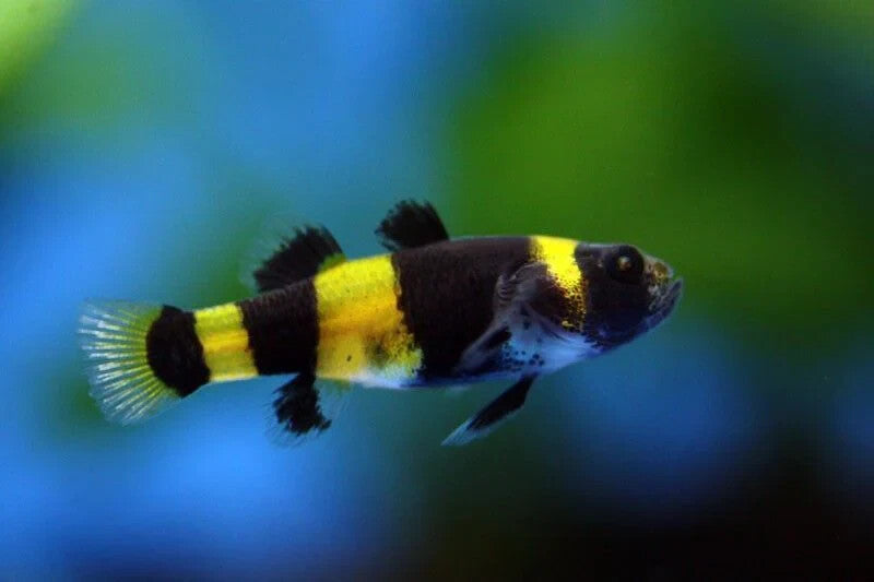 Bumblebee Goby Pack10 Nanofish Rare Fish BRACHYGOBIUS DORIAE FREE SHIPPING