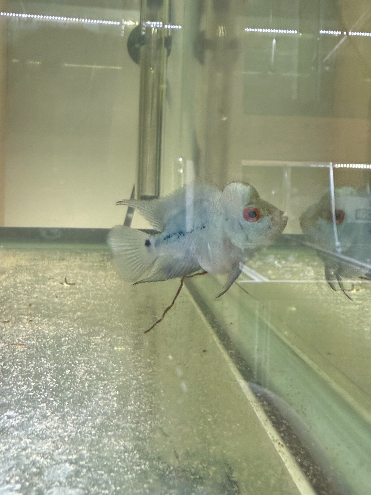 Blue Diamond Flower Horn 2 Inch HIGH QUALITY Live Fish