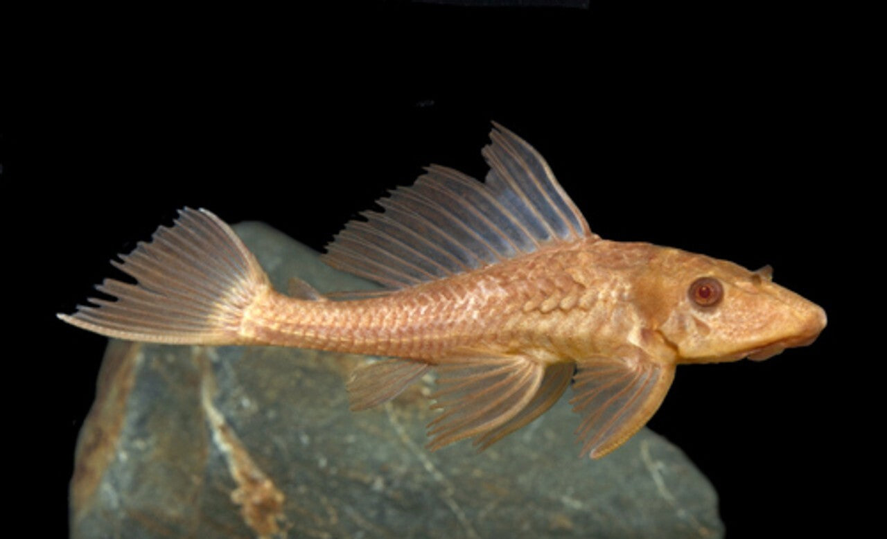 Albino Chocolate Pleco 2-2.5 Inch Live Fish