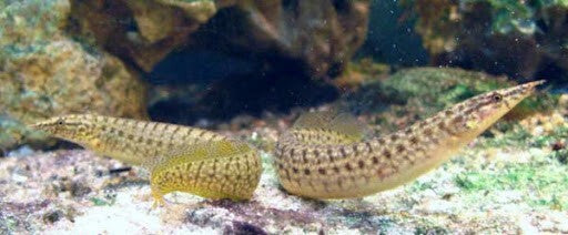 Yellowtail Spiny-Eel 3-5 Inch Live Fish