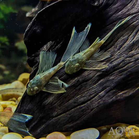 Longfin Green Dragon Bristlenose Pleco 1.5–2″ – Live Fish, Rare Algae Eater