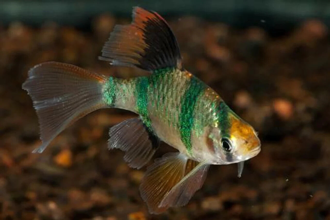 Pack of 6 Longfin Tiger Barbs – Live Aquarium Fish – Peaceful & Colorful