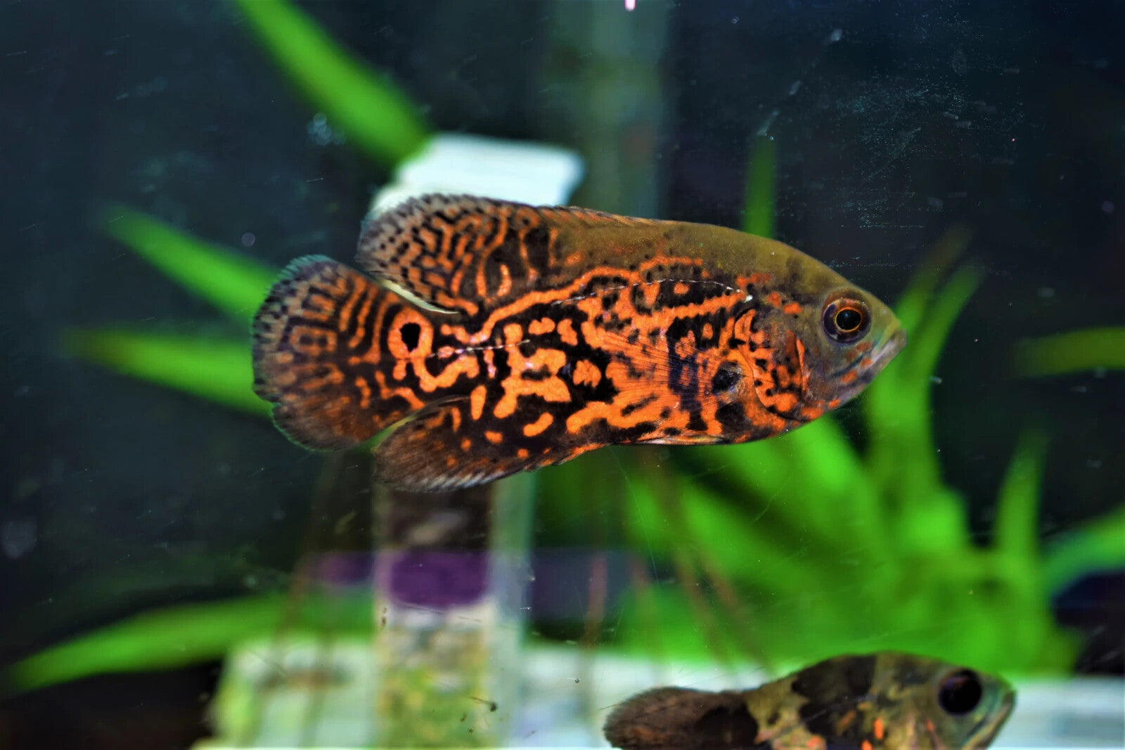 Tiger Oscar 1-1.5 Inch Live Fish
