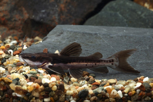 Redtail × Tiger Shovelnose Hybrid Catfish 3–4″ Live Freshwater Fish