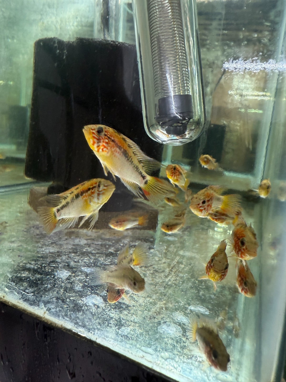 2 Live Apistogramma Macmasteri – Rare Dwarf Cichlids – Aquarium Fish