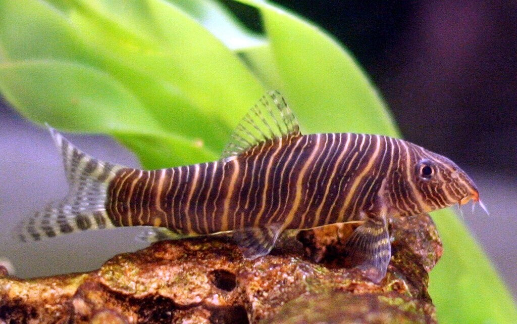 4-Pack Striata Botia 2- 2.5 Inch Zebra Loach Live Fish