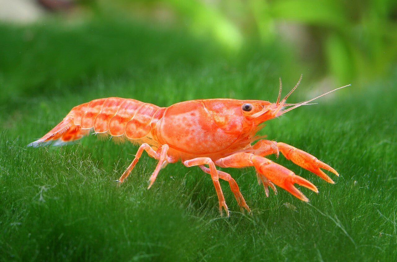 Pack 6 Orange Mini Lobster (Cambarellus Patzcuarensis) Live Fish