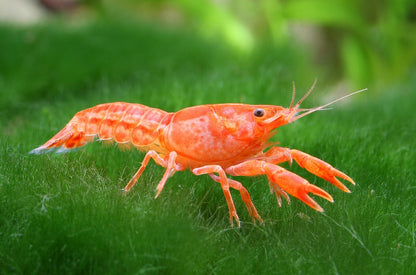 Pack 6 Orange Mini Lobster (Cambarellus Patzcuarensis) Live Fish
