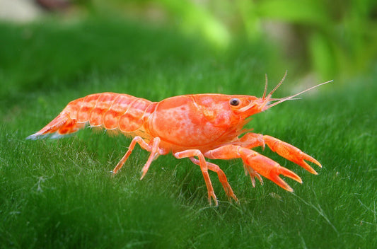 Pack 6 Orange Mini Lobster (Cambarellus Patzcuarensis) Live Fish