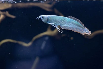 Silver Blueberry Arowana  6" To 7" Inch Live Fish NEXTDAY SHIPPING