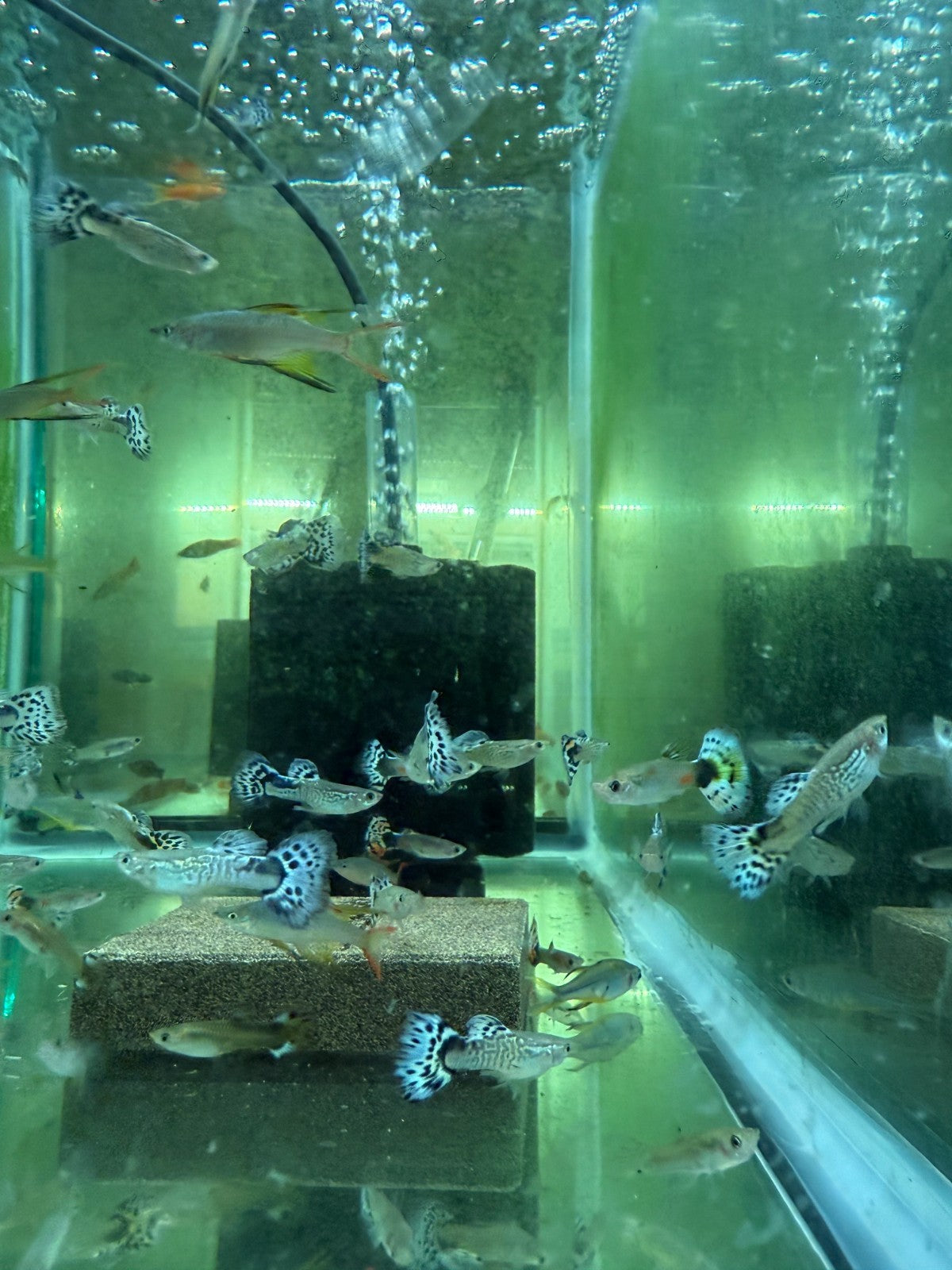 Live Fish Pack of 3 – Snakeskin Blue Guppy Males – Rare Fancy Guppies