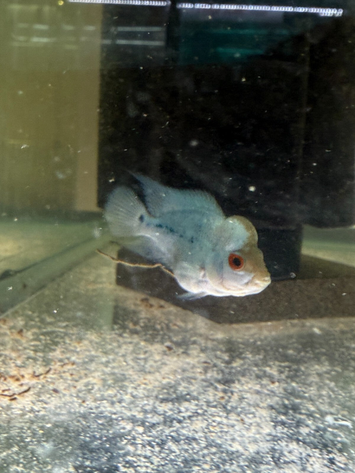 Blue Diamond Flower Horn 2 Inch HIGH QUALITY Live Fish