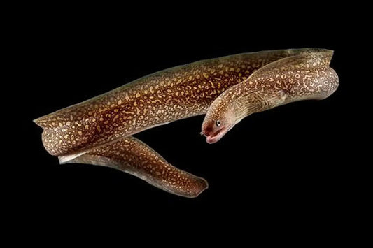 Snowflake Freshwater Moray  8-10 Inch Live Fish