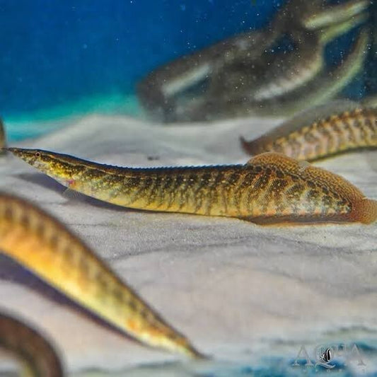 Yellowtail Spiny-Eel 3-5 Inch Live Fish