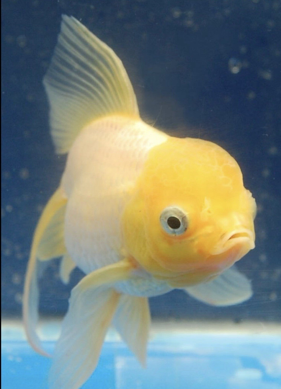 Yellow Cap Oranda Goldfish 4PACK 2-2.5 inch Live Fish