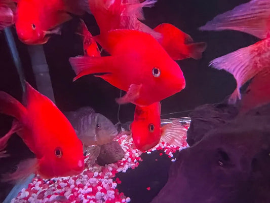 Purple King Kong Parrot Cichlid 2.5–3″ – Live Vibrant Freshwater Fish