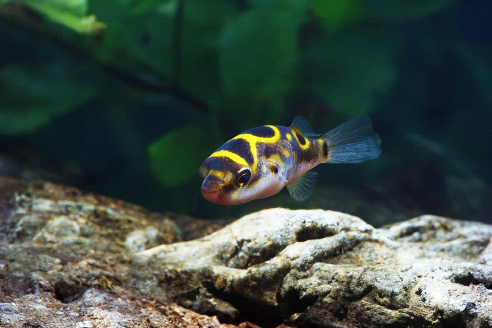 1 Inch Figure Eight Puffer – Live Freshwater Aquarium Fish – Exotic Puffer
